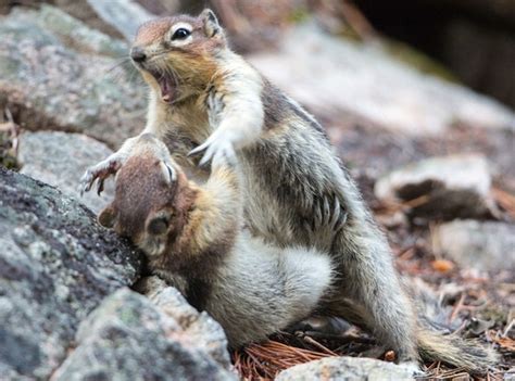 How do you make a graphic novel, and why do squirrels love acorns more than pencils?